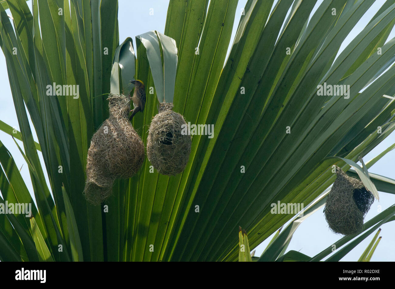 Nids de waver oiseaux à Rema Kalenga Wildlife Sanctuary. Chunarughat, Habiganj, au Bangladesh. Banque D'Images
