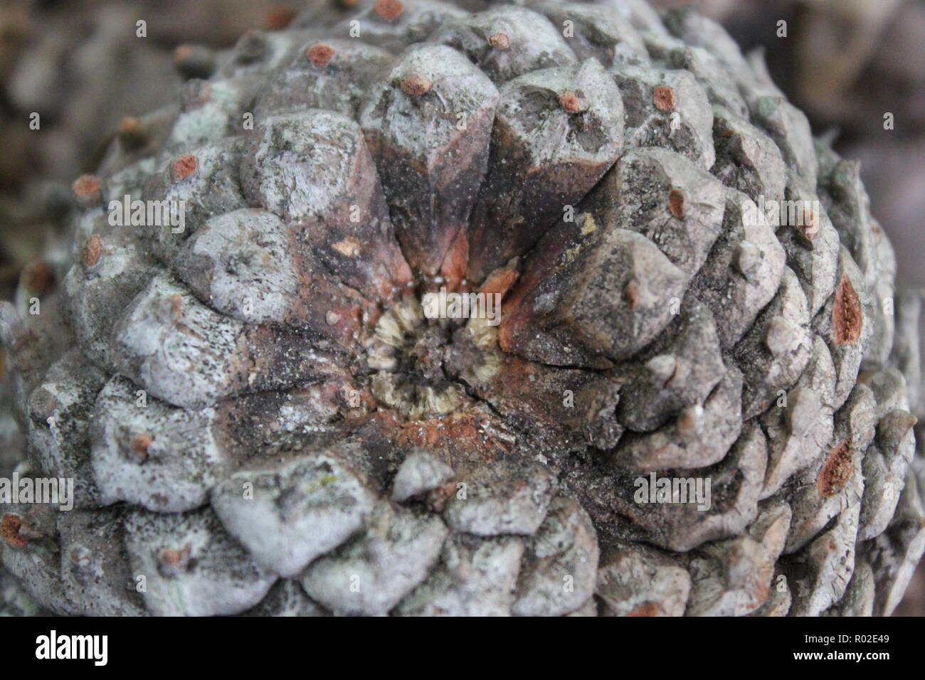 Présentation de la séquence de Fibonacci Pinecone Banque D'Images