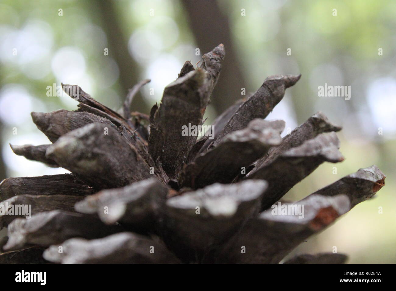 Pomme de Pin sur le sol du côté Banque D'Images