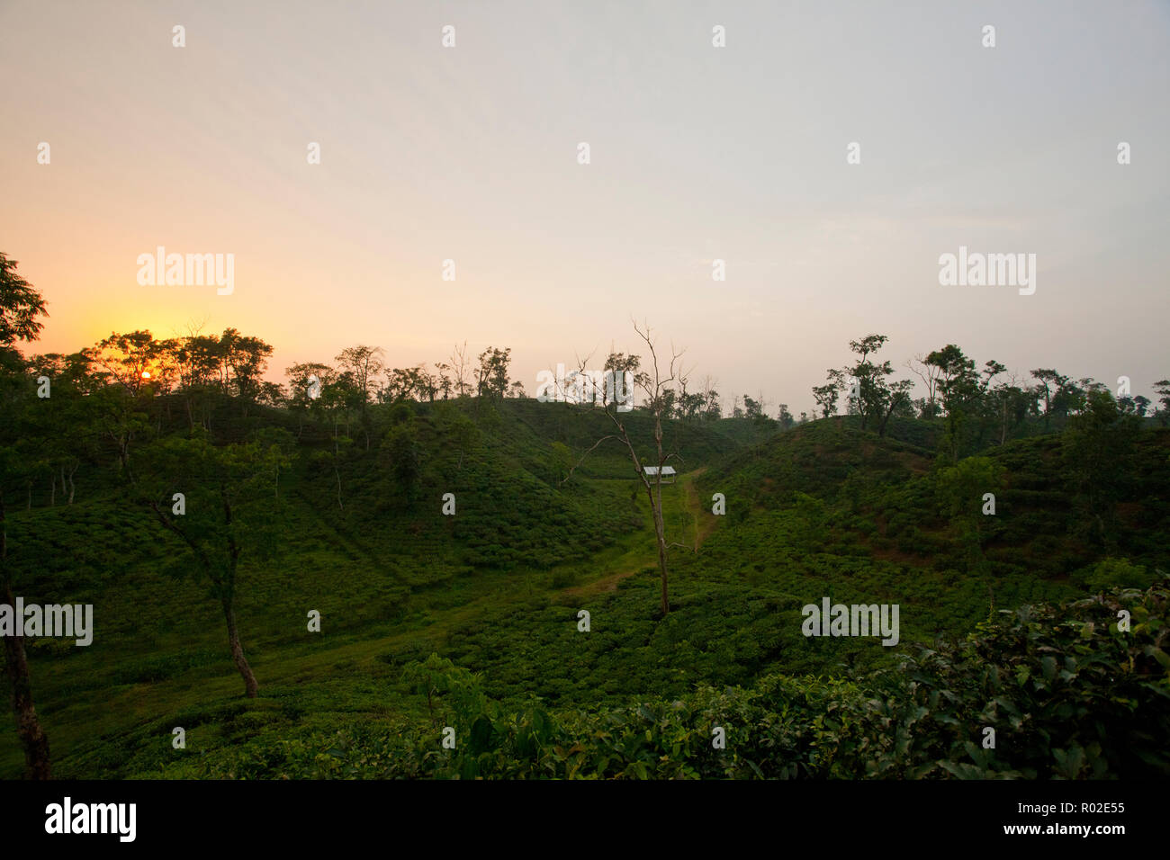 Jardin de thé à Srimangal. Moulvibazar, Bangladesh. Banque D'Images