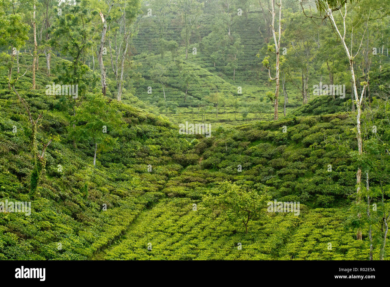 Jardin de thé à Srimangal. Moulvibazar, Bangladesh. Banque D'Images