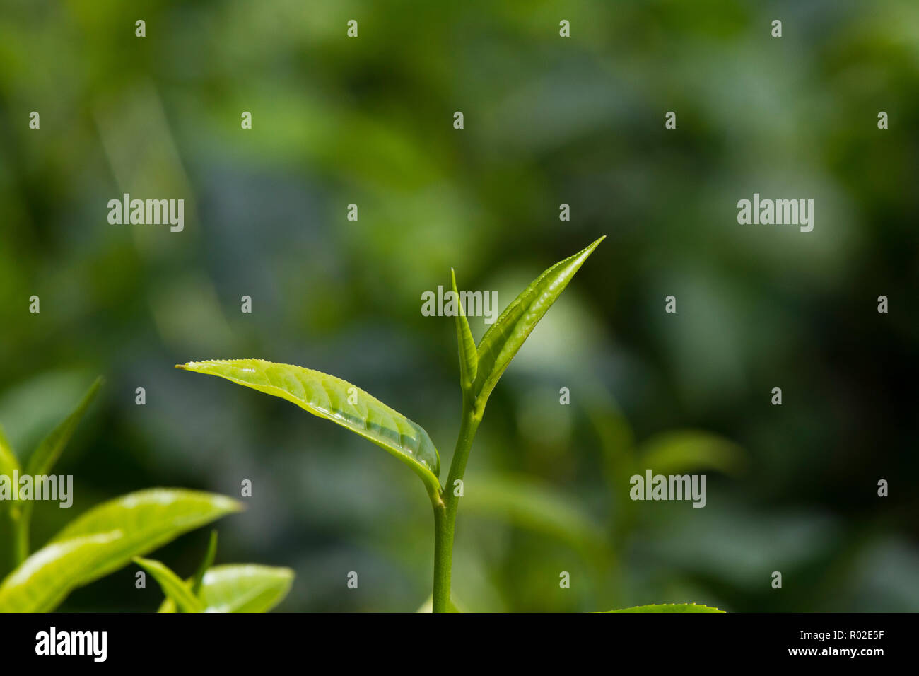 Les feuilles de thé à Srimangal. Moulvibazar, Bangladesh. Banque D'Images