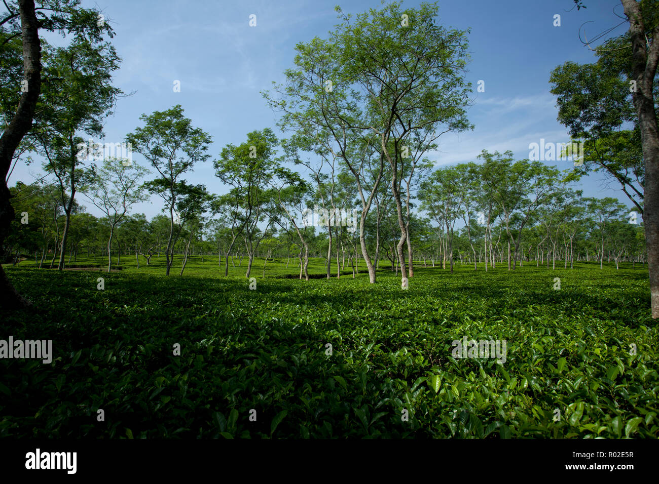 Jardin de thé à Srimangal. Moulvibazar, Bangladesh. Banque D'Images