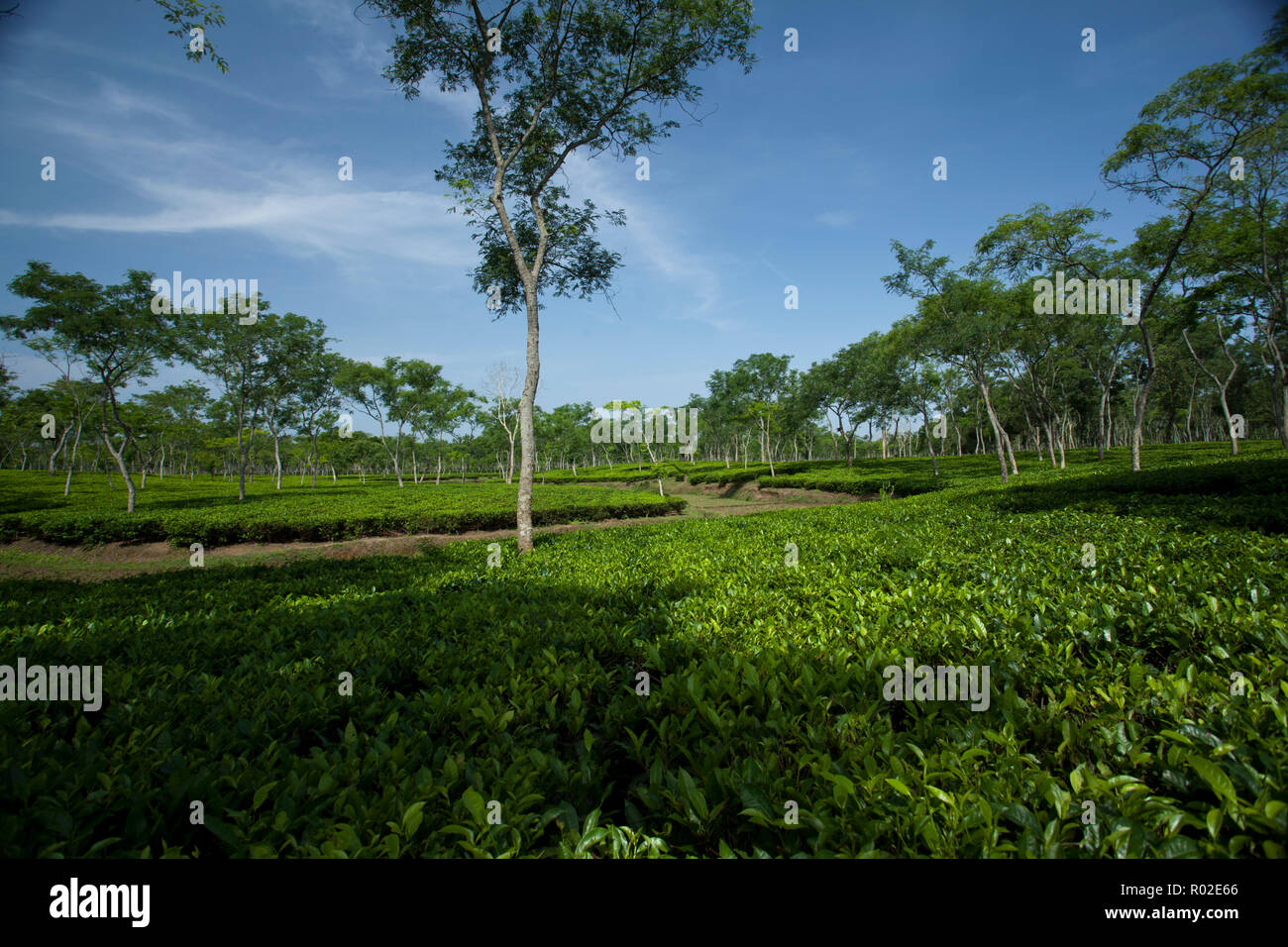 Jardin de thé à Srimangal. Moulvibazar, Bangladesh. Banque D'Images