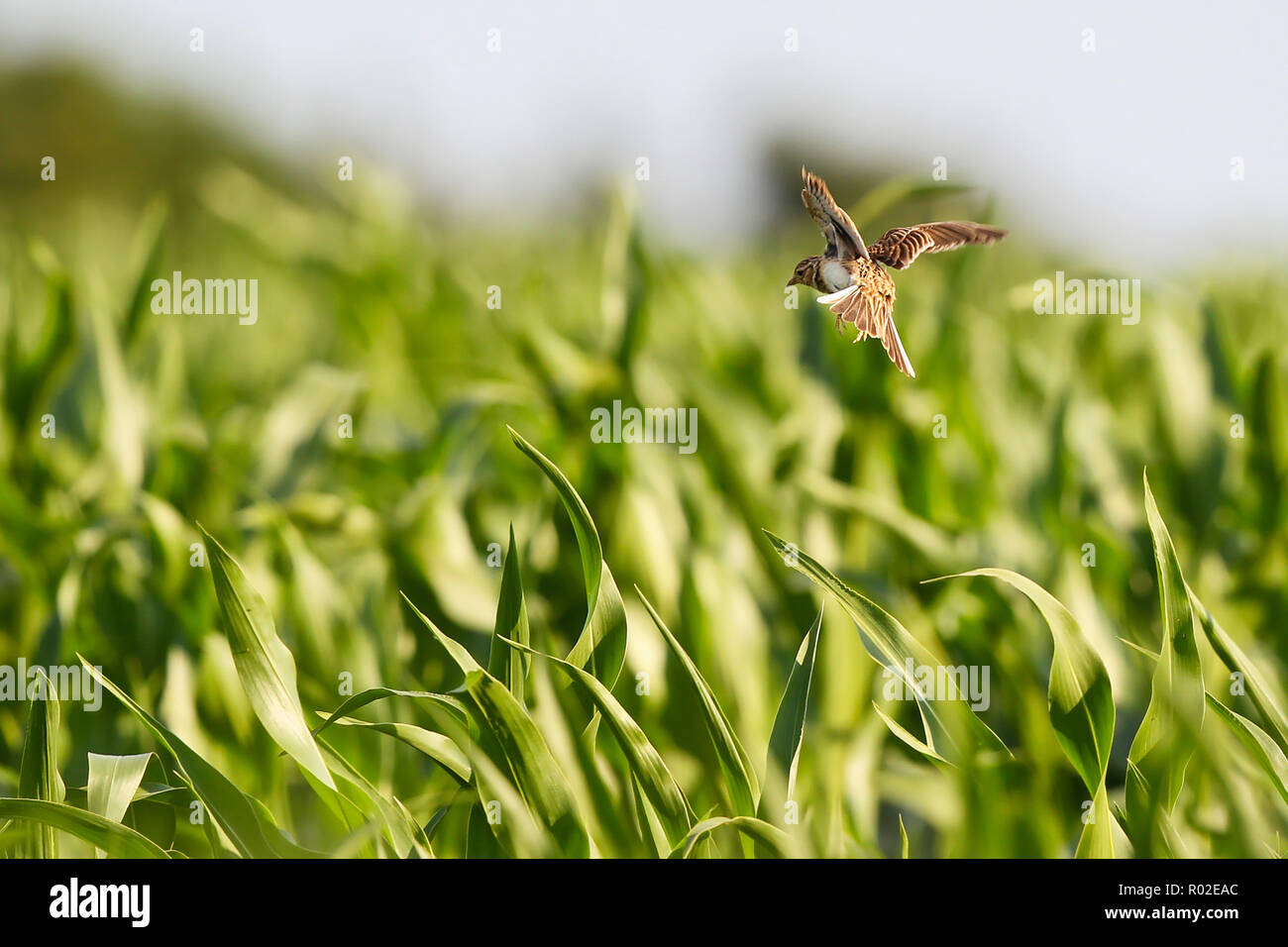 Alouette des champs (Alauda arvensis) volant au-dessus de champ de maïs dense végétation, Hesse, Allemagne Banque D'Images