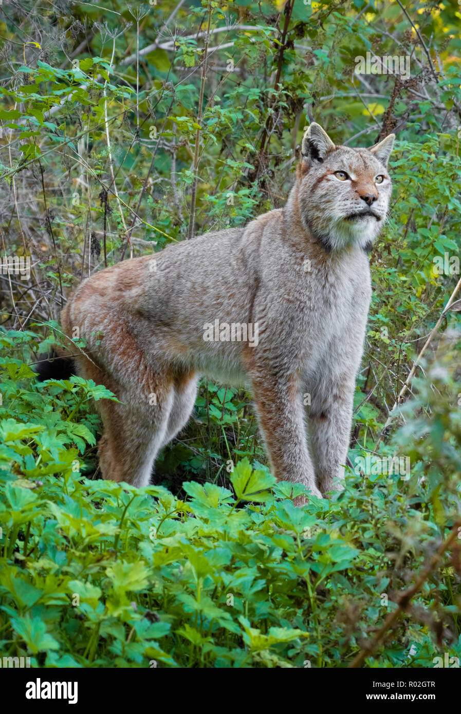 Parc National des Abruzzes, Latium et Molise (Italie) l'automne dans