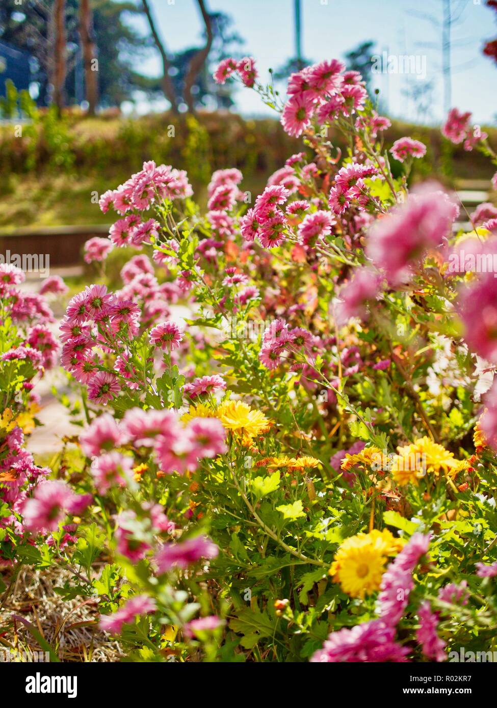 Décor de chrysanthèmes d'automne en Corée Banque D'Images