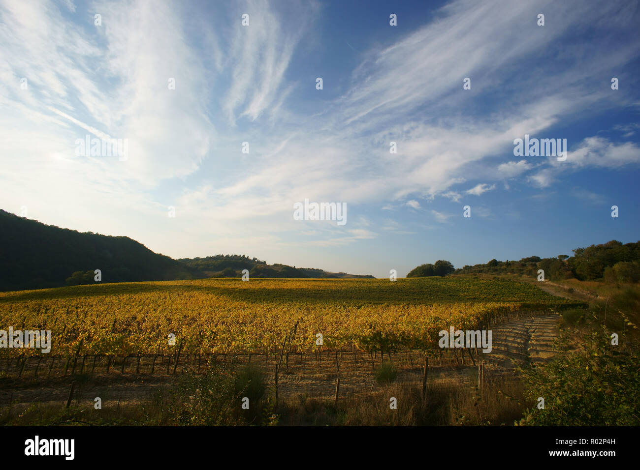 Vignoble dans Monterongriffoli, près de Montalcino, province de Sienne, Toscane, Italie Banque D'Images