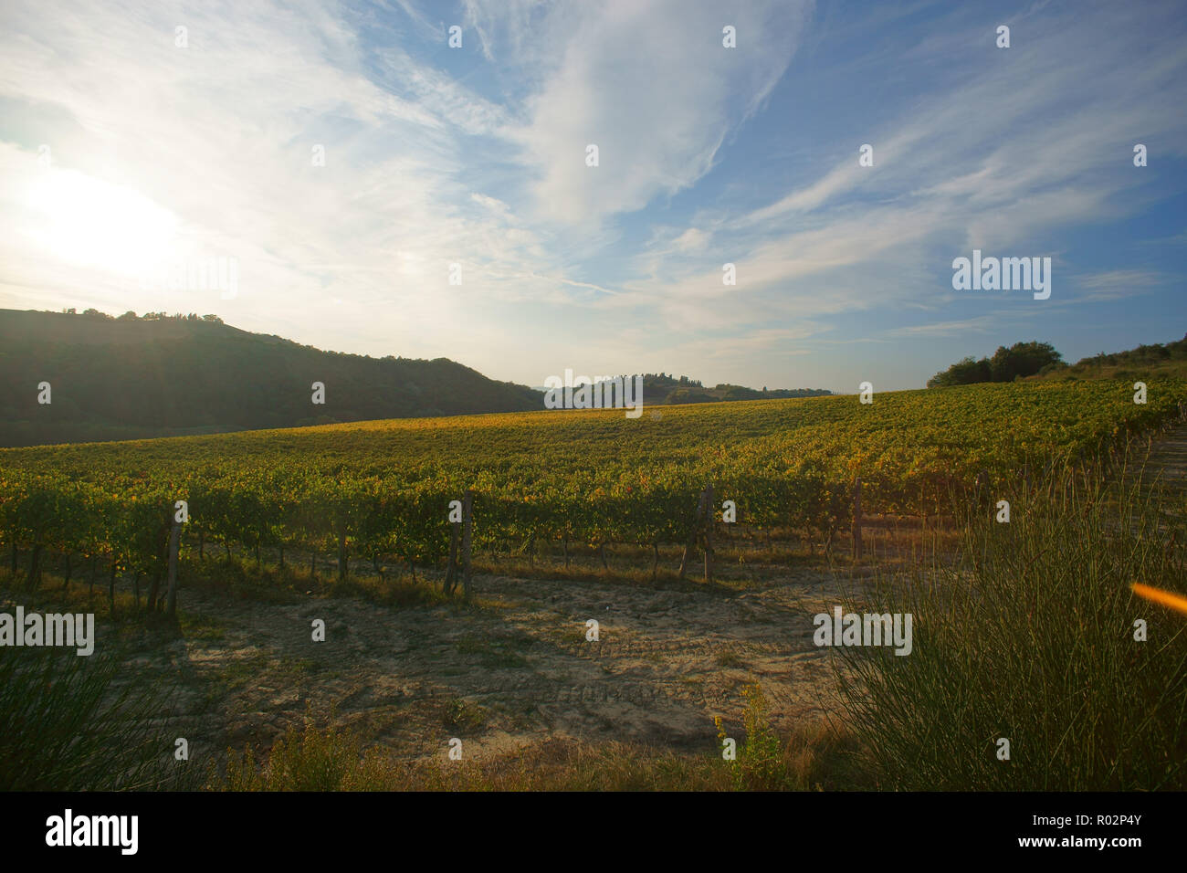 Vignoble dans Monterongriffoli, près de Montalcino, province de Sienne, Toscane, Italie Banque D'Images