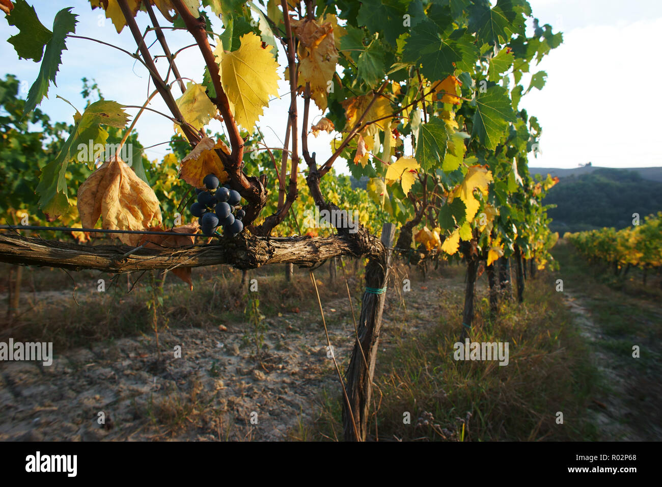 Vignoble dans Monterongriffoli, près de Montalcino, province de Sienne, Toscane, Italie Banque D'Images