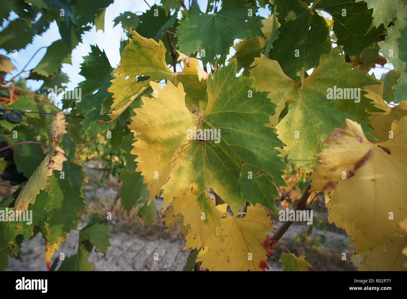 Vignoble dans Monterongriffoli, près de Montalcino, province de Sienne, Toscane, Italie Banque D'Images