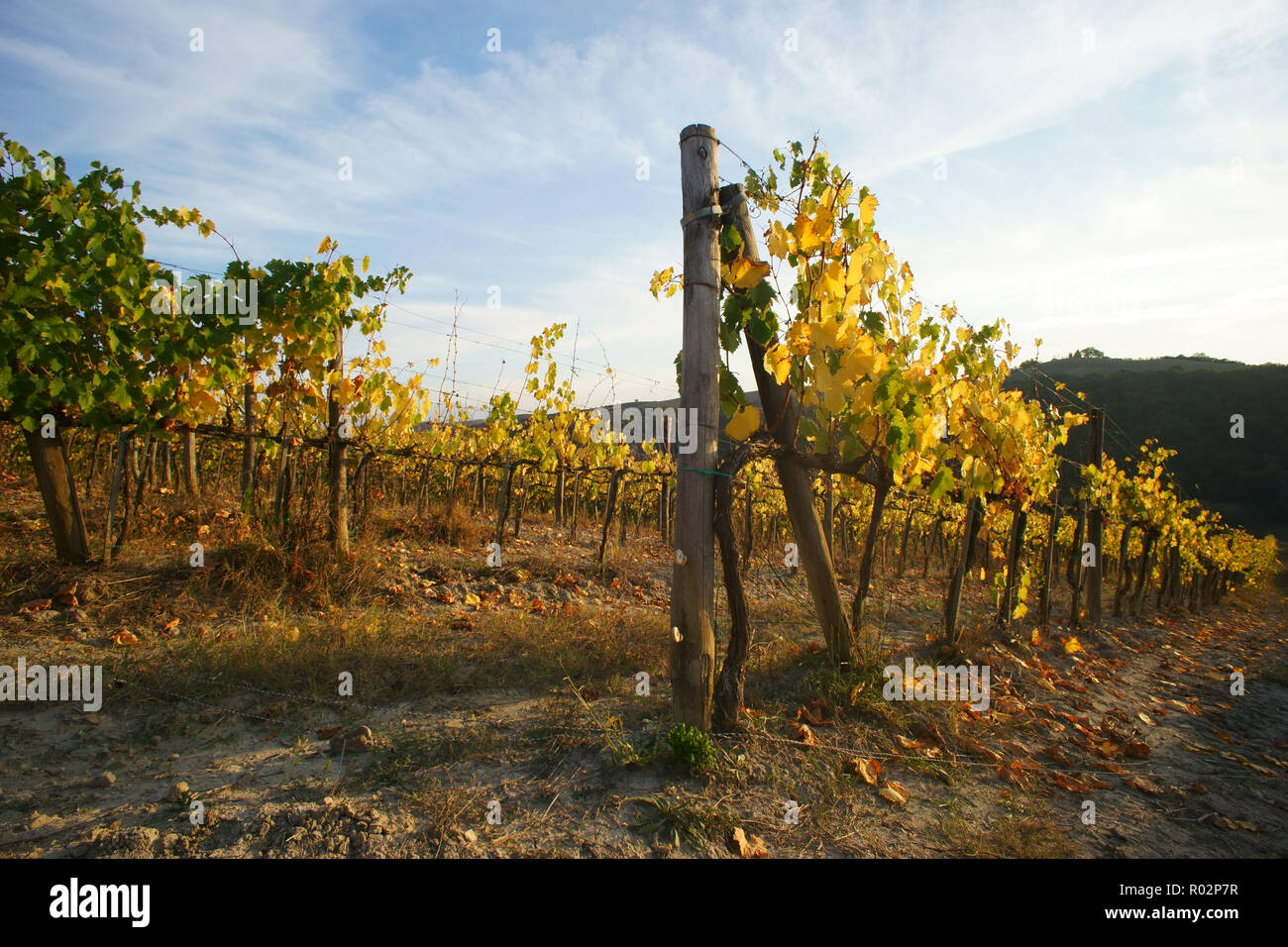 Vignoble dans Monterongriffoli, près de Montalcino, province de Sienne, Toscane, Italie Banque D'Images