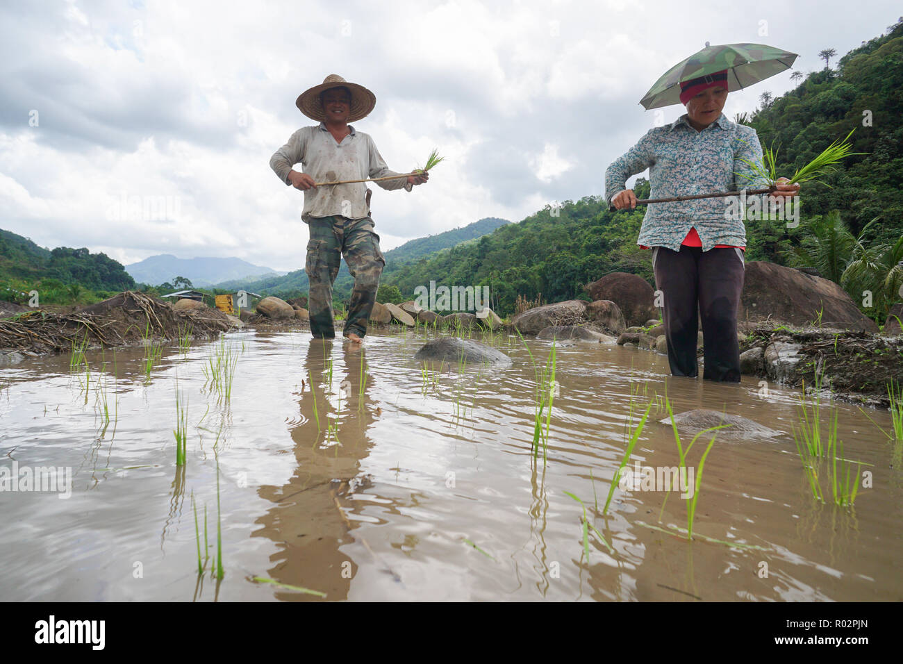 Malaysia-June Sabah Kiulu 26, 2018 : paysans cultivant le riz en utilisant la méthode traditionnelle à Sabah Kiulu Bornéo Malaisien. Banque D'Images