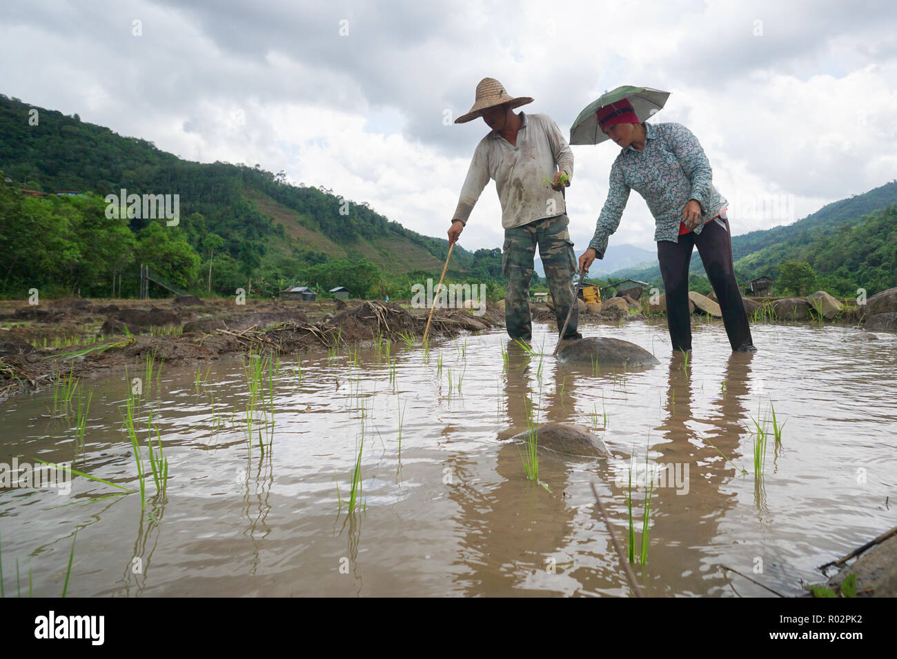 Malaysia-June Sabah Kiulu 26, 2018 : paysans cultivant le riz en utilisant la méthode traditionnelle à Sabah Kiulu Bornéo Malaisien. Banque D'Images