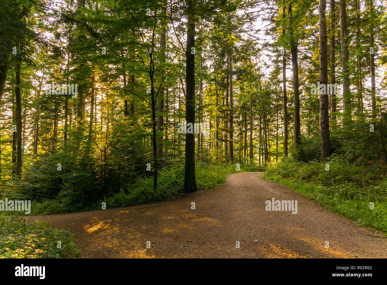 Allemagne, forêt sentier de randonnée à l'heure d'or lumière d'automne Banque D'Images