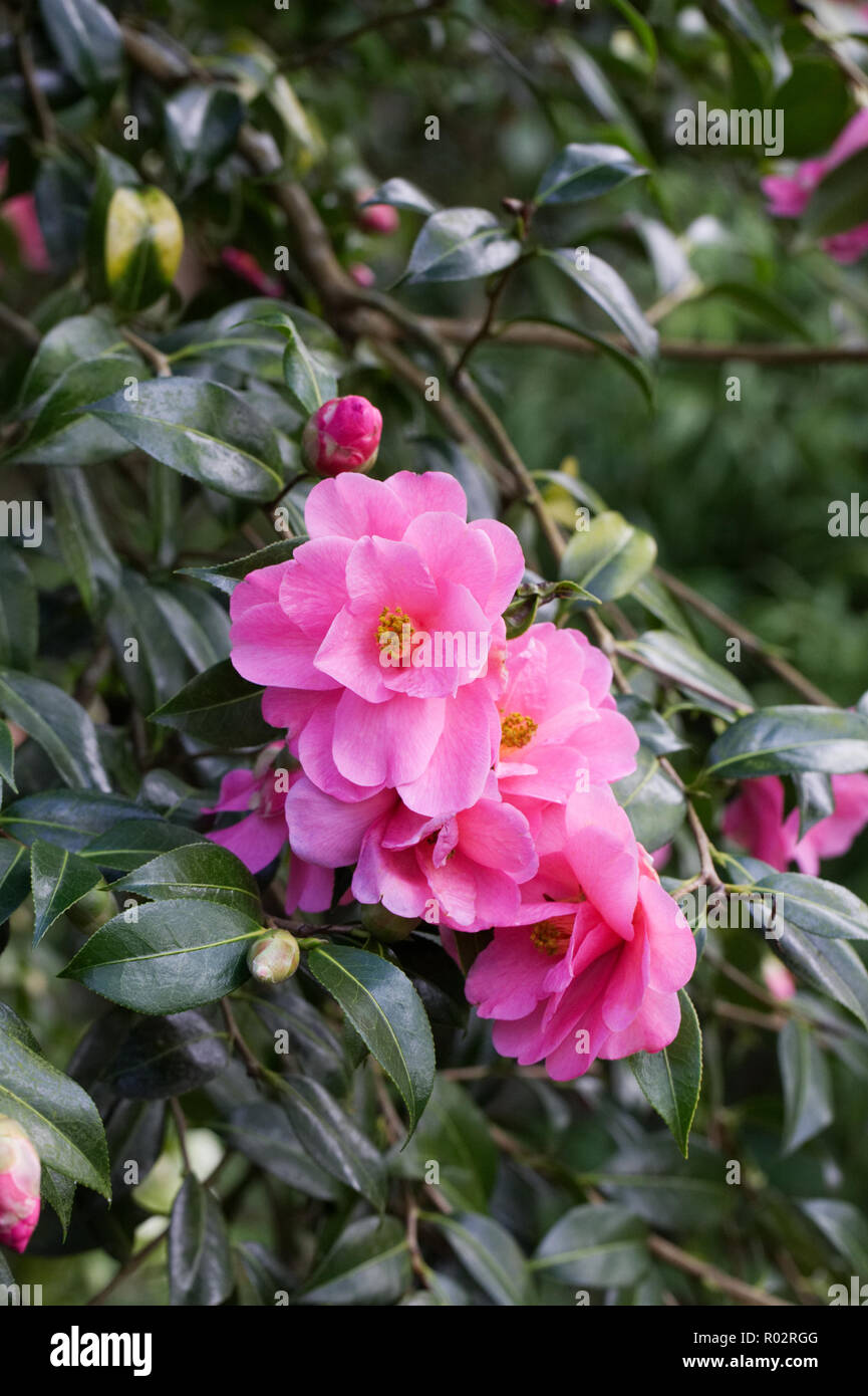 Camellia x williamsii fleurs. Banque D'Images