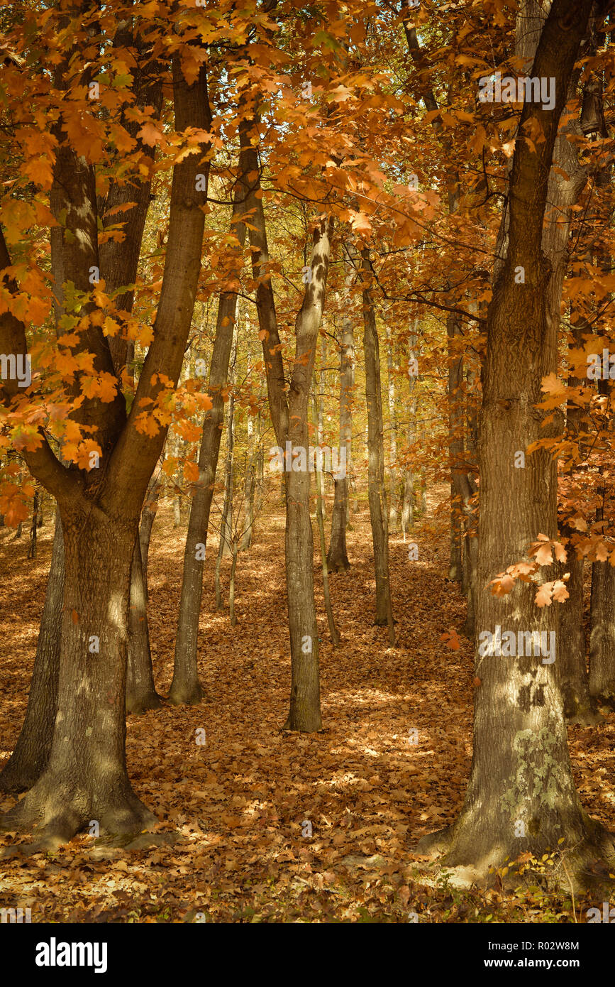 Un bel après-midi d'automne dans le parc. Banque D'Images