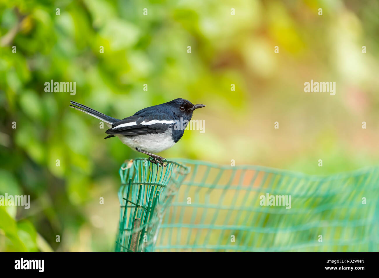 Oiseau Noir Et Blanc Pie Chanteuse Oriental Des Oiseaux