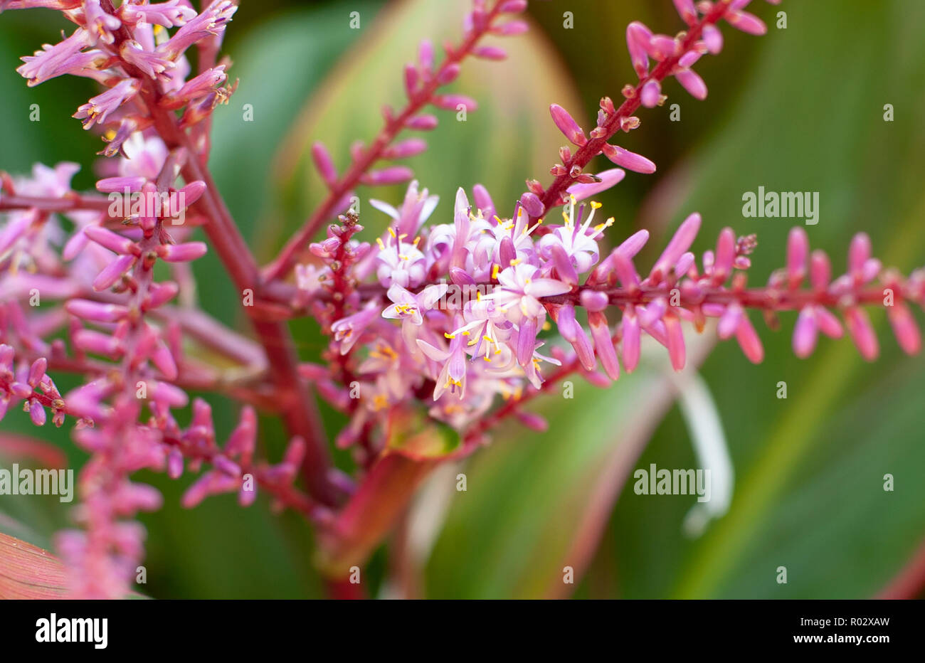 Photographies de fleurs du Jardins engloutis dans Tampa Florida Banque D'Images