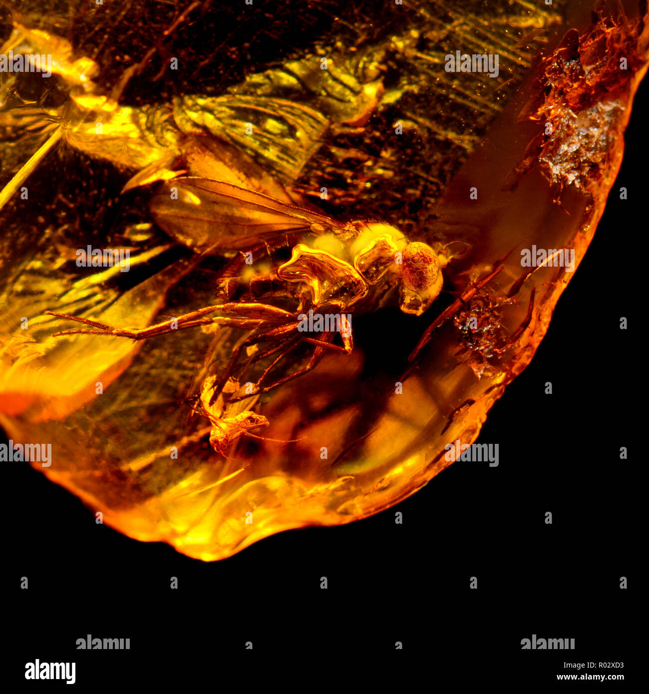 Mouches préhistorique dans l'ambre baltique avec bulles d'air Banque D'Images