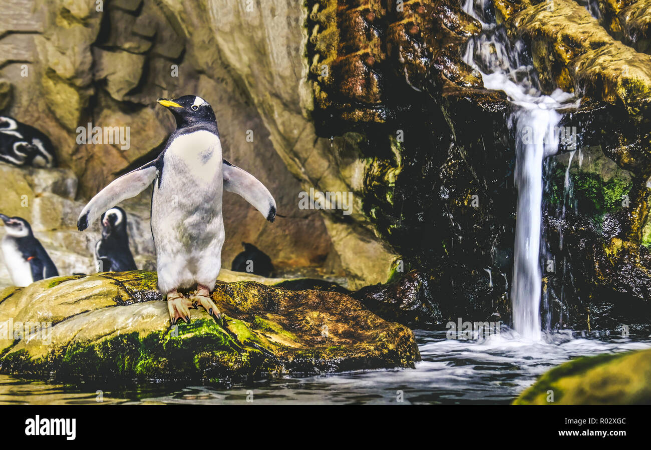 Gentoo pingouin debout sur rock sur le point de plonger dans l'eau près de wa Banque D'Images