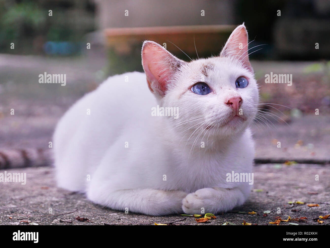 Portrait of cute kitten blanc s'asseoir sur le sol Banque D'Images