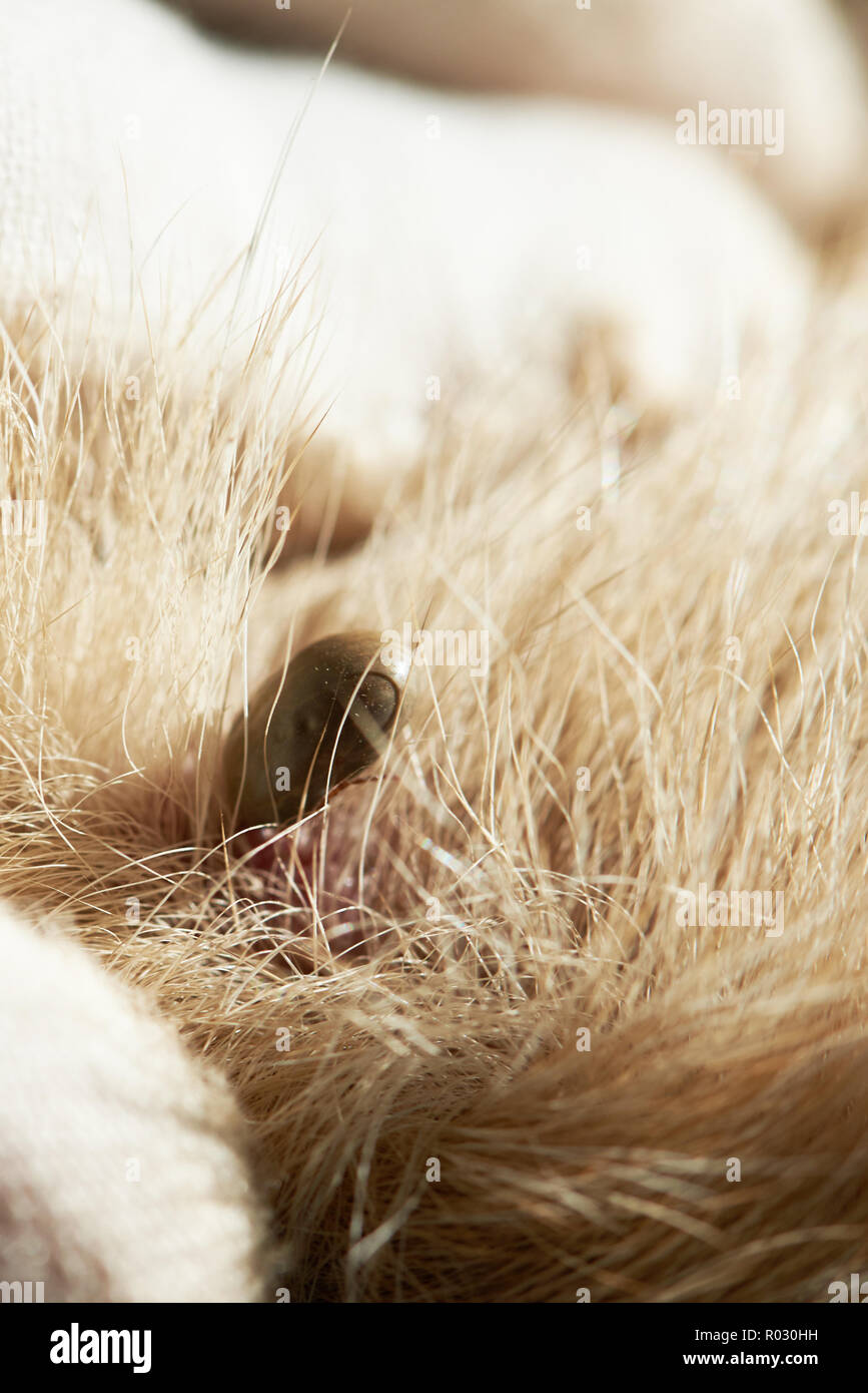 Vétérinaire trouvés Big tick sur peau de chien close-up Banque D'Images