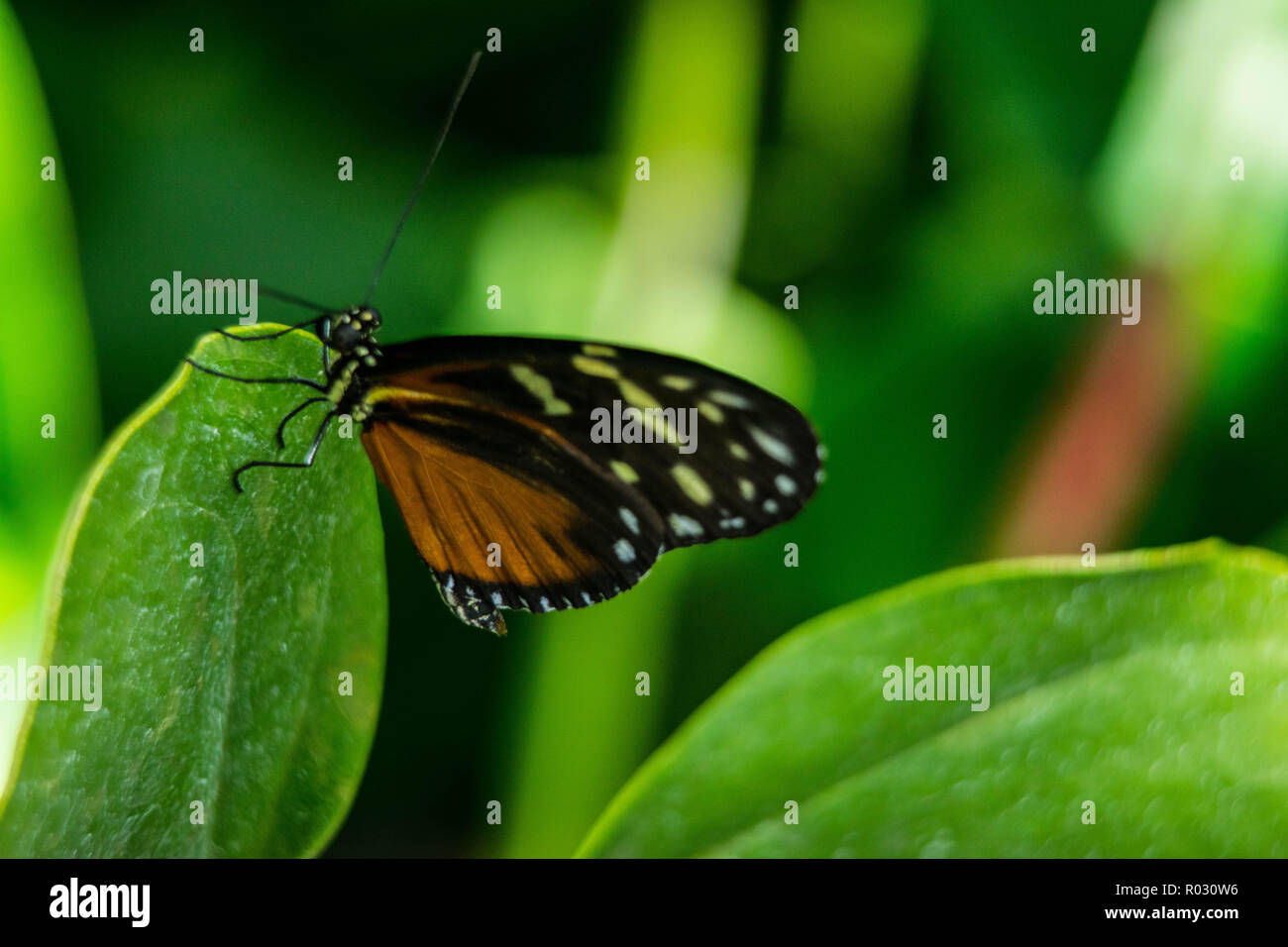 Papillon sur une journée pleine de soleil Banque D'Images