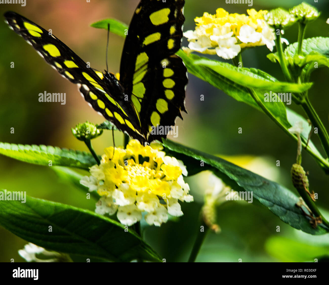 Papillon sur une journée pleine de soleil Banque D'Images