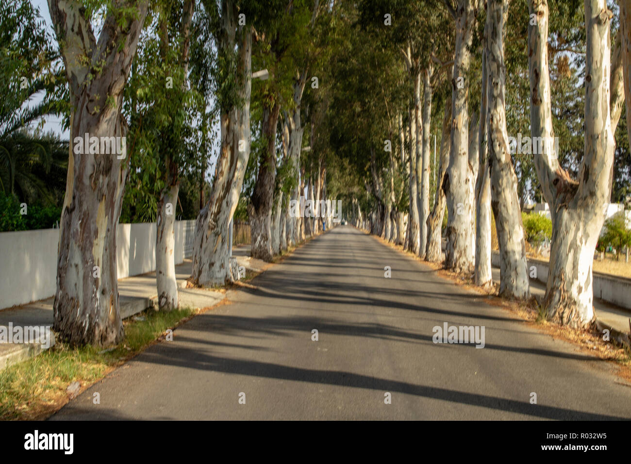 Allée d'eucalyptus sur la route en Kolymbia, Rhodes, Grèce Banque D'Images