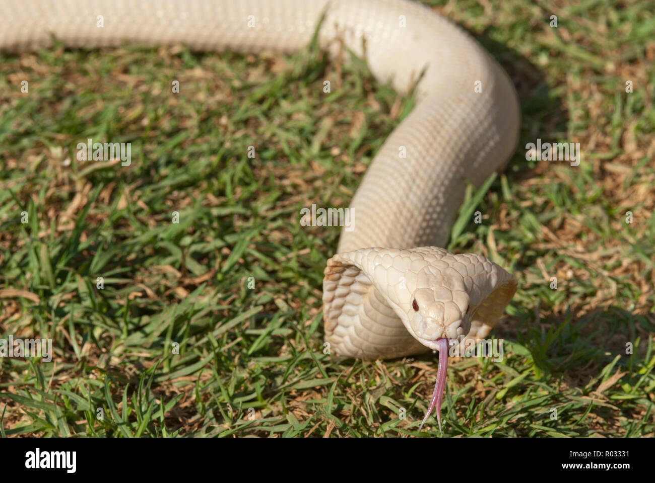 Cobra blanc sur l'herbe Banque D'Images