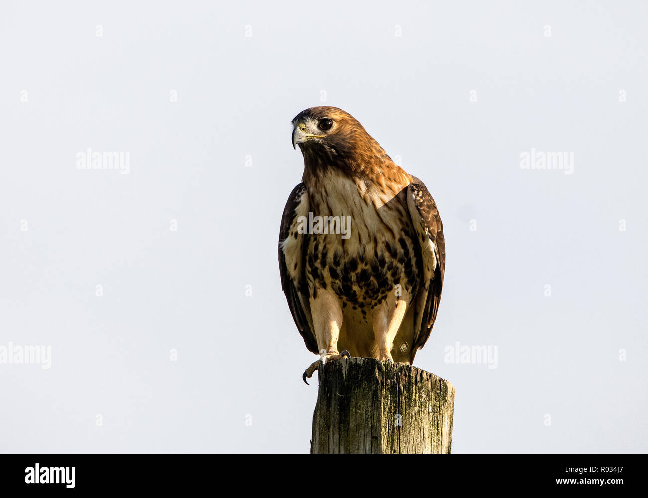 L'Autour des palombes perché Banque D'Images
