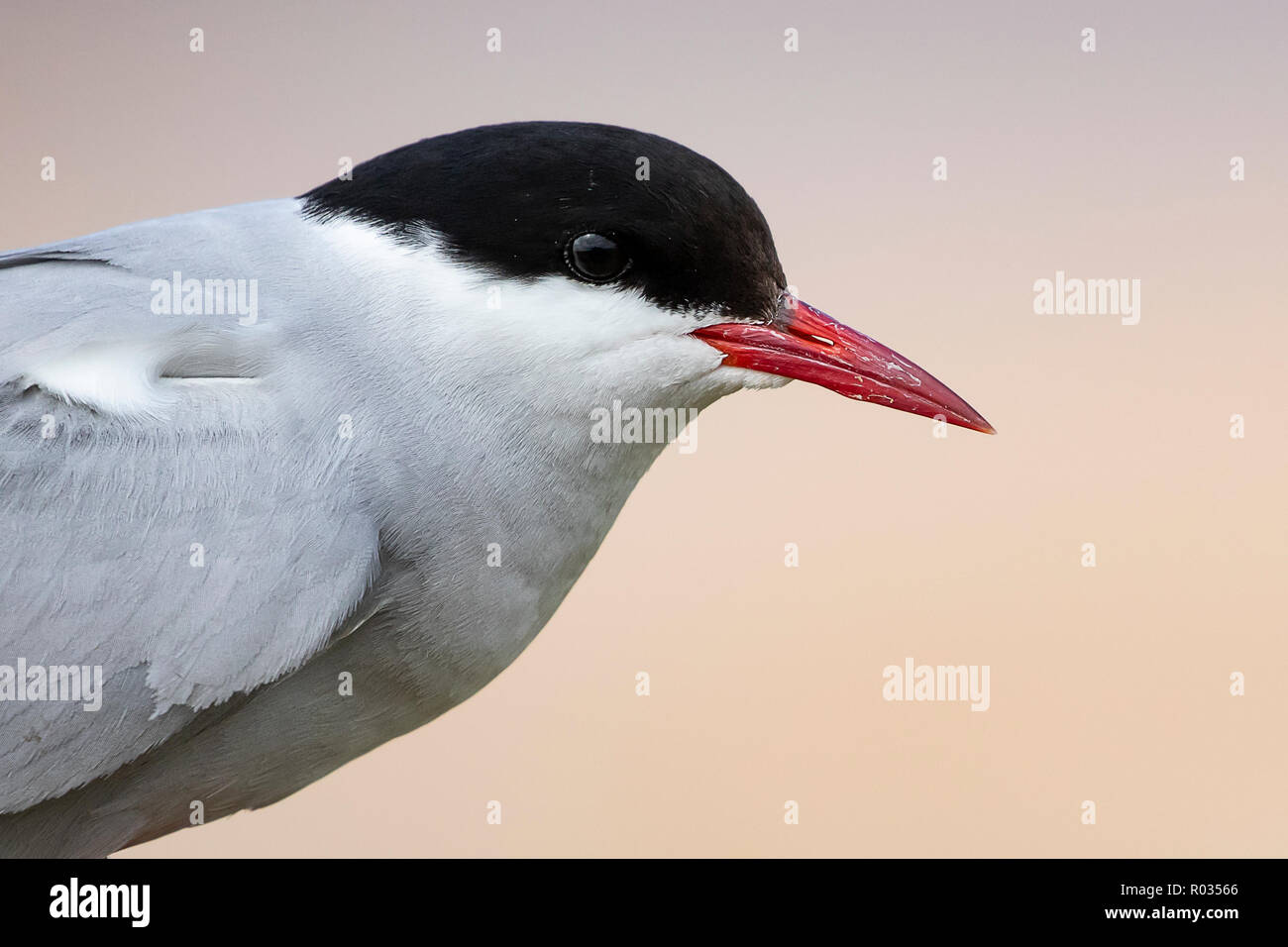 Portrait d'une sterne arctique (Sterna paradisaea), perché au bord de la colonie. Banque D'Images