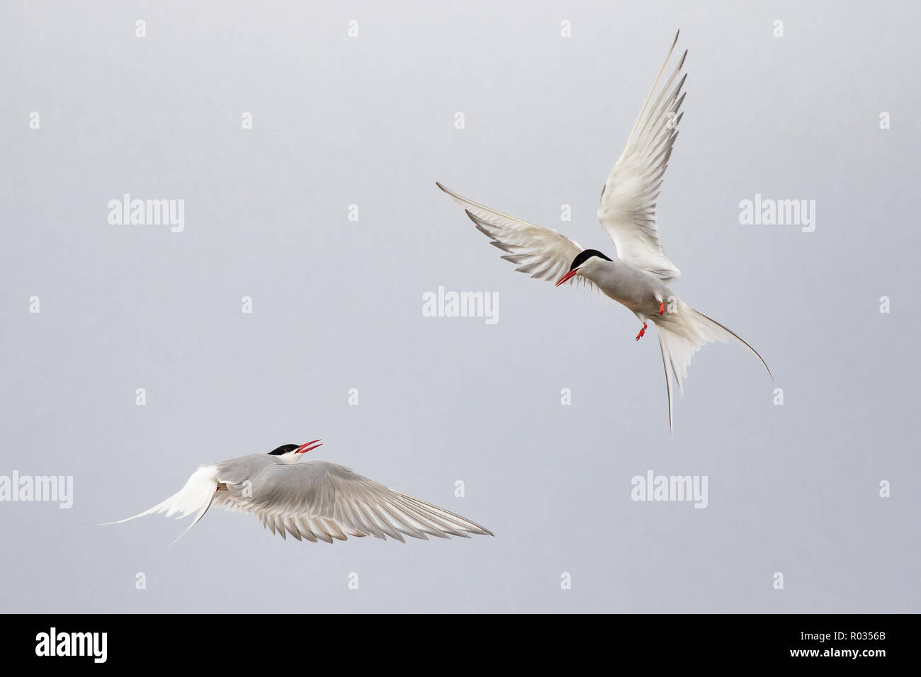 Deux sternes arctiques (Sterna paradisaea) se battre à la colonie de nidification, Northumberland, Angleterre. Banque D'Images