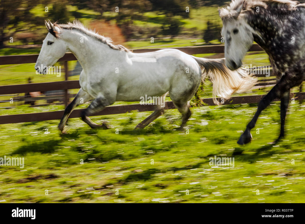 Chevaux gris pommelé s'exécutant dans un champ. Banque D'Images
