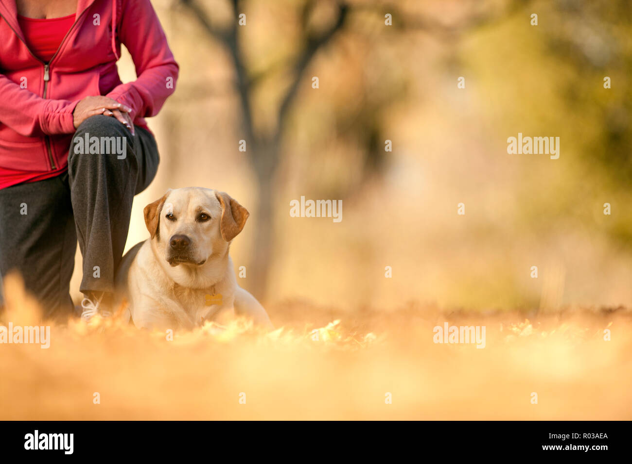 Golden Labrador couché dans un champ à côté de son propriétaire. Banque D'Images