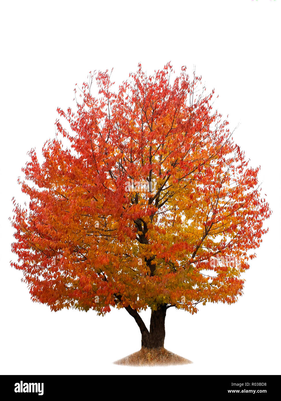 Cherry Tree avec feuilles d'automne jaune et rouge isolé sur fond blanc Banque D'Images