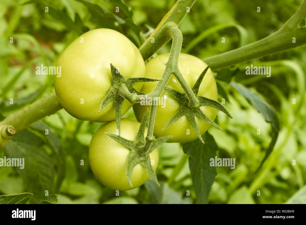 Groupe de trois grosses tomates suspendu à une branche d'émissions Banque D'Images