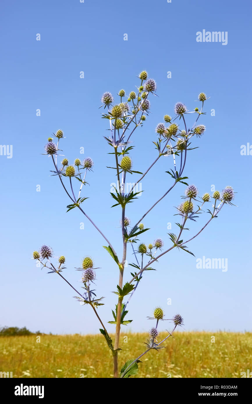 Feverweed plante sauvage (en latin : Eryngium planum) sur l'arrière-plan de champ et ciel sans nuages en été Banque D'Images