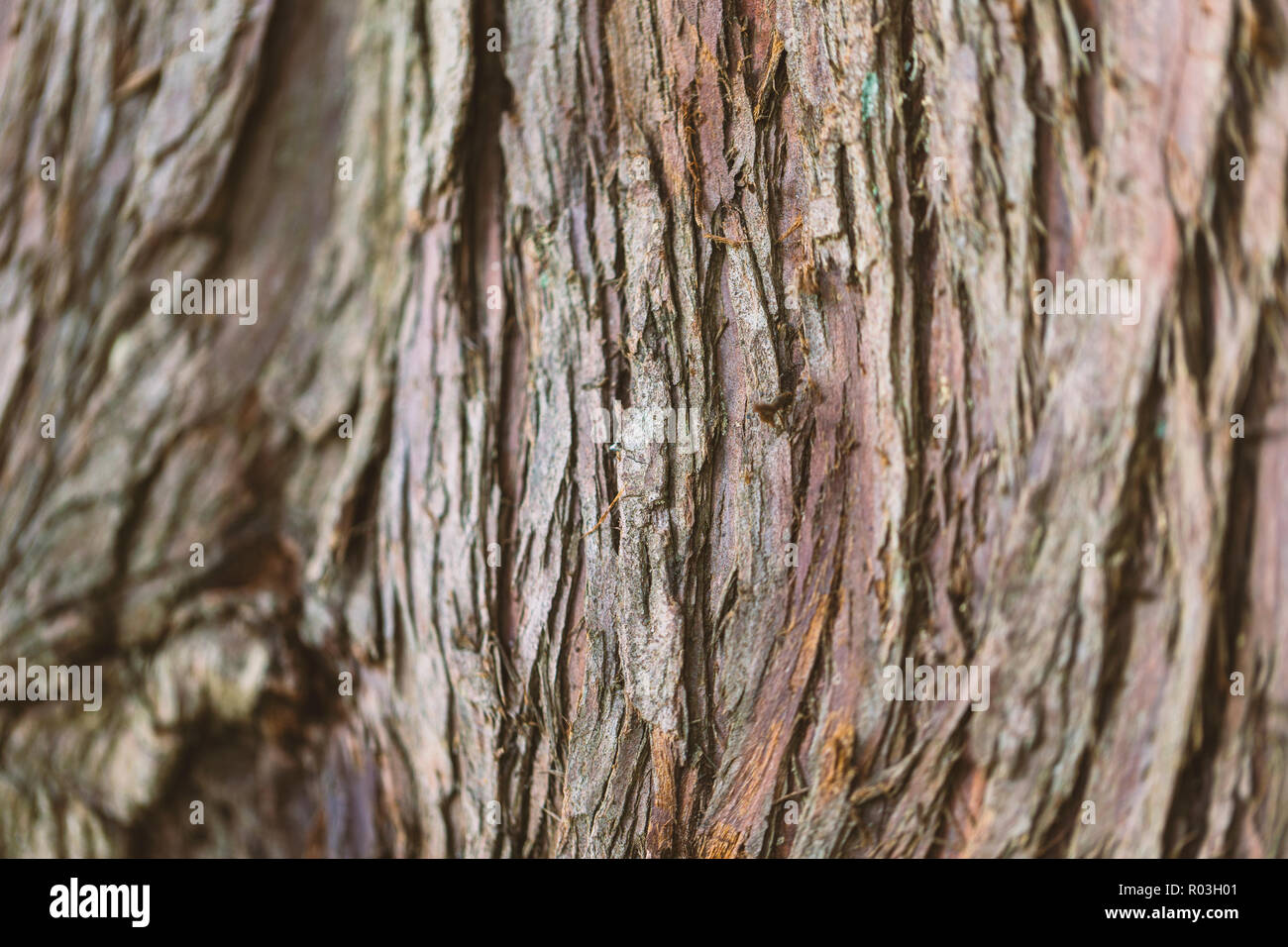 La texture d'un vieil arbre Banque D'Images