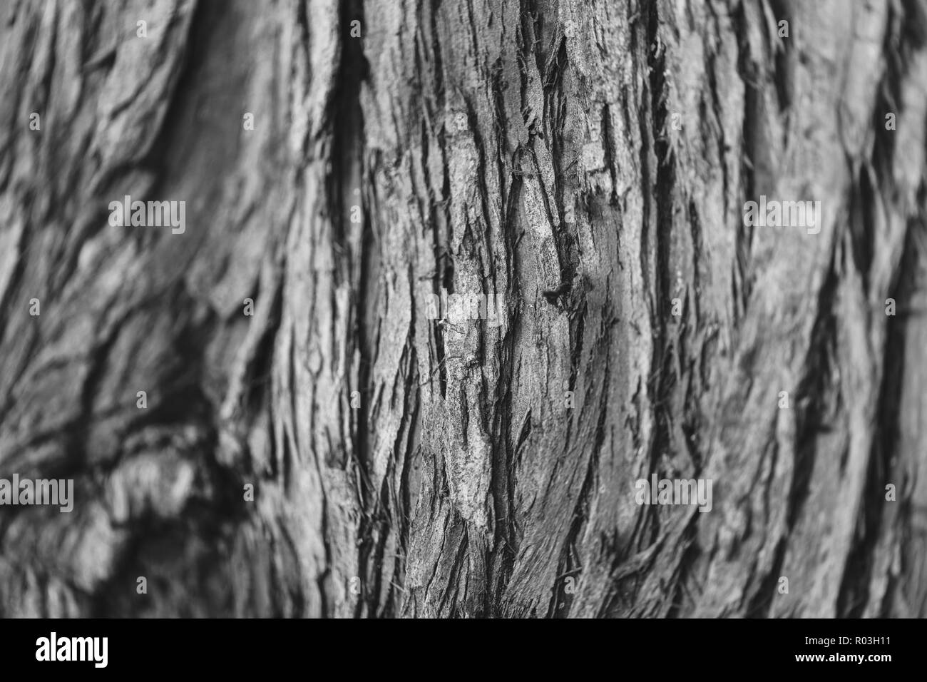 La texture d'un vieil arbre Banque D'Images