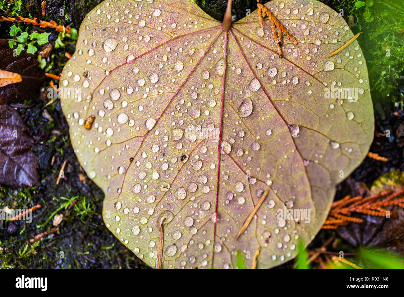 Un grand nombre de gouttes de pluie sur une feuille en forme de coeur Banque D'Images