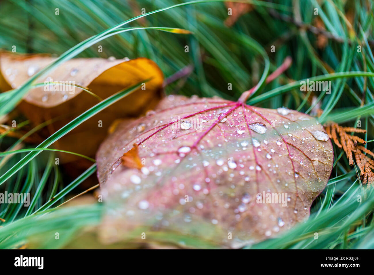 Une feuille sur le sol avec gouttes de pluie Banque D'Images