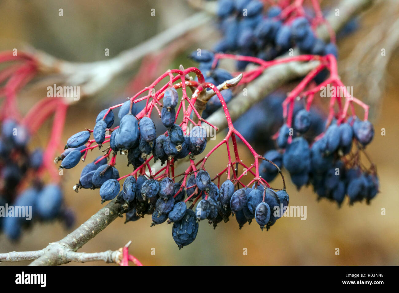Les fruits de Blackhaw, Viburnum prunifolium, sont allés à la graine de Viburnum baies bleu Banque D'Images