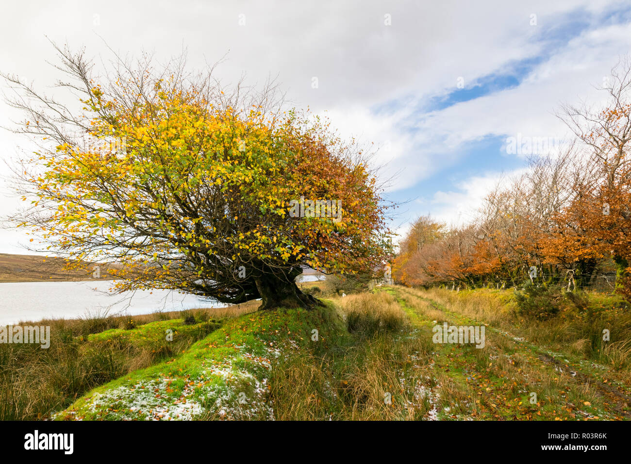 C'est un petit arbre sur les rives d'un lac de montagne dans la région de Donegal en Irlande. C'est à la hauteur de l'automne avec toutes les feuilles dans des couleurs d'automne Banque D'Images