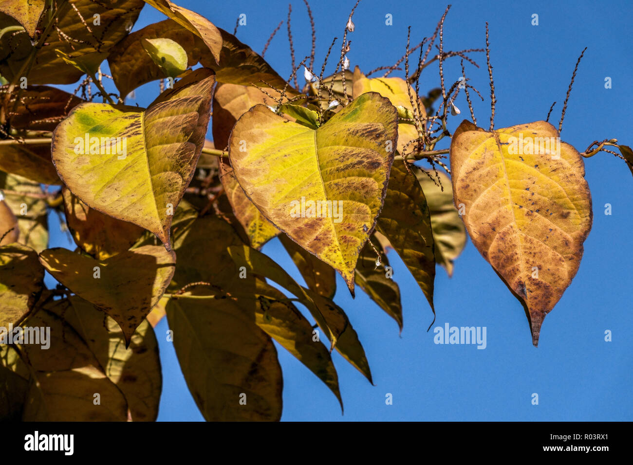 Feuilles d'automne de Knotweed japonais, Falloupia japonica Reynoutria japonica feuillage couleurs d'automne Banque D'Images