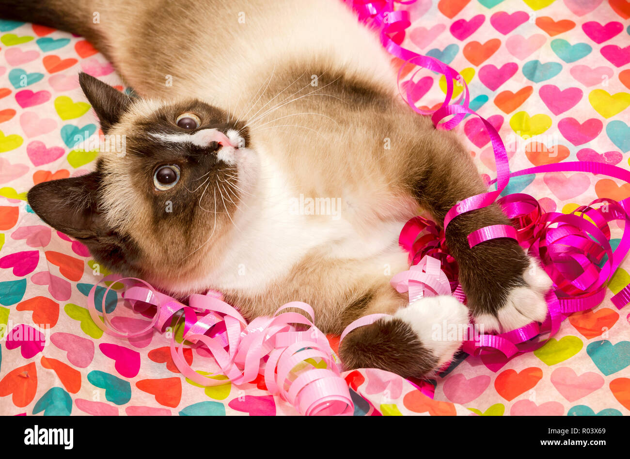 Twinkie Un Chaton Siamois Joue Avec Des Rubans Rouges Et Roses Pour La Saint Valentin Le 14 Fevrier 14 Photo Stock Alamy