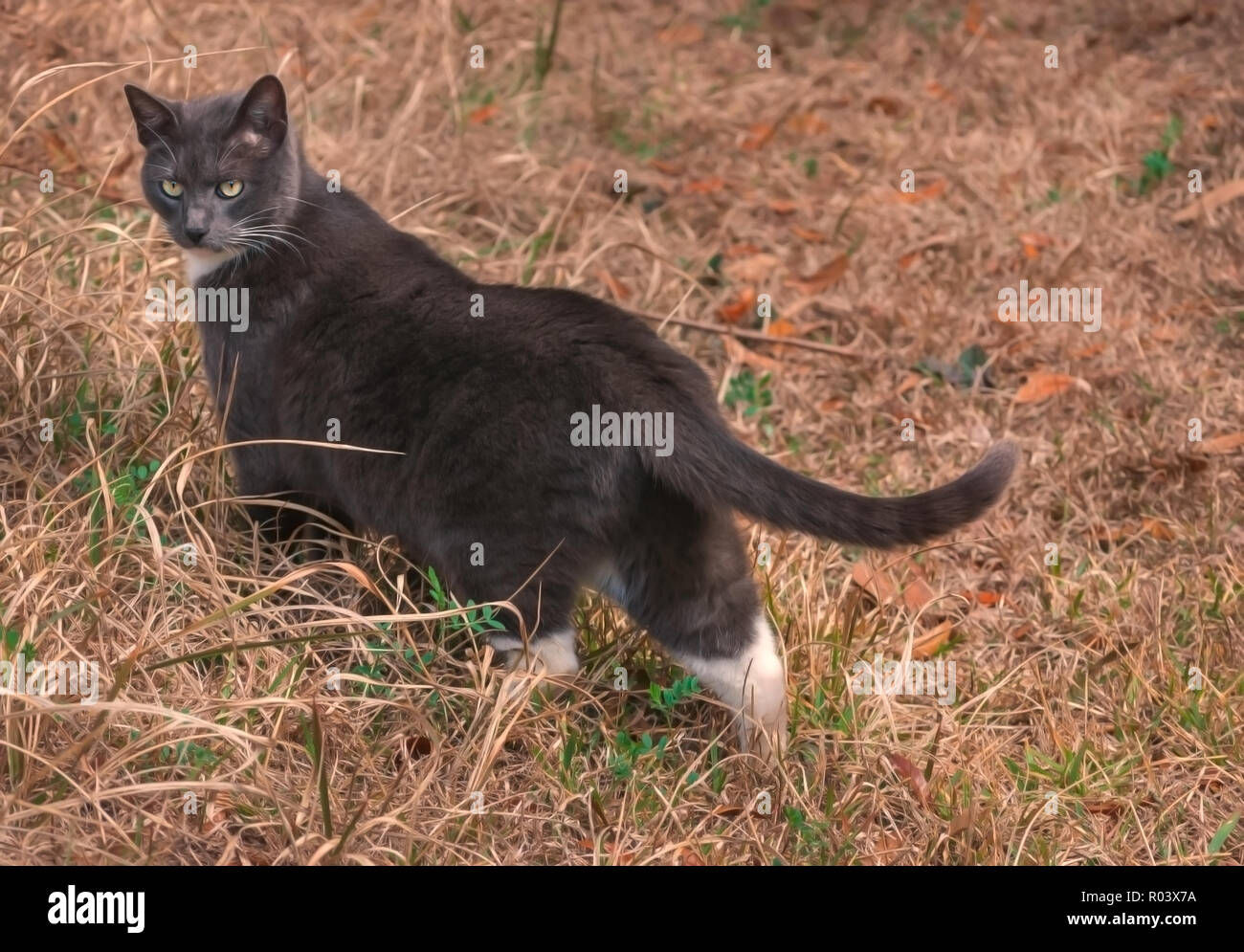 Sissy, un chat domestique à poil court, est photographié à l'extérieur dans sa cour, le 20 février 2011, à Mobile, Alabama. Banque D'Images