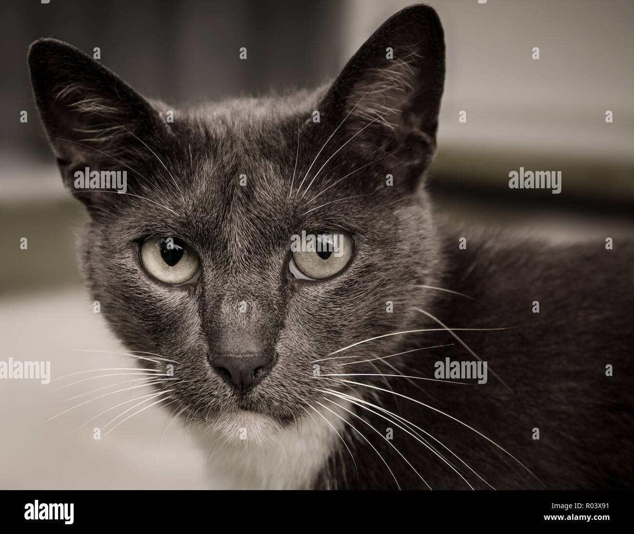 Sissy, un intérieur gris, chat à poil court, bénéficie d'une après-midi à l'extérieur sur la véranda. Banque D'Images