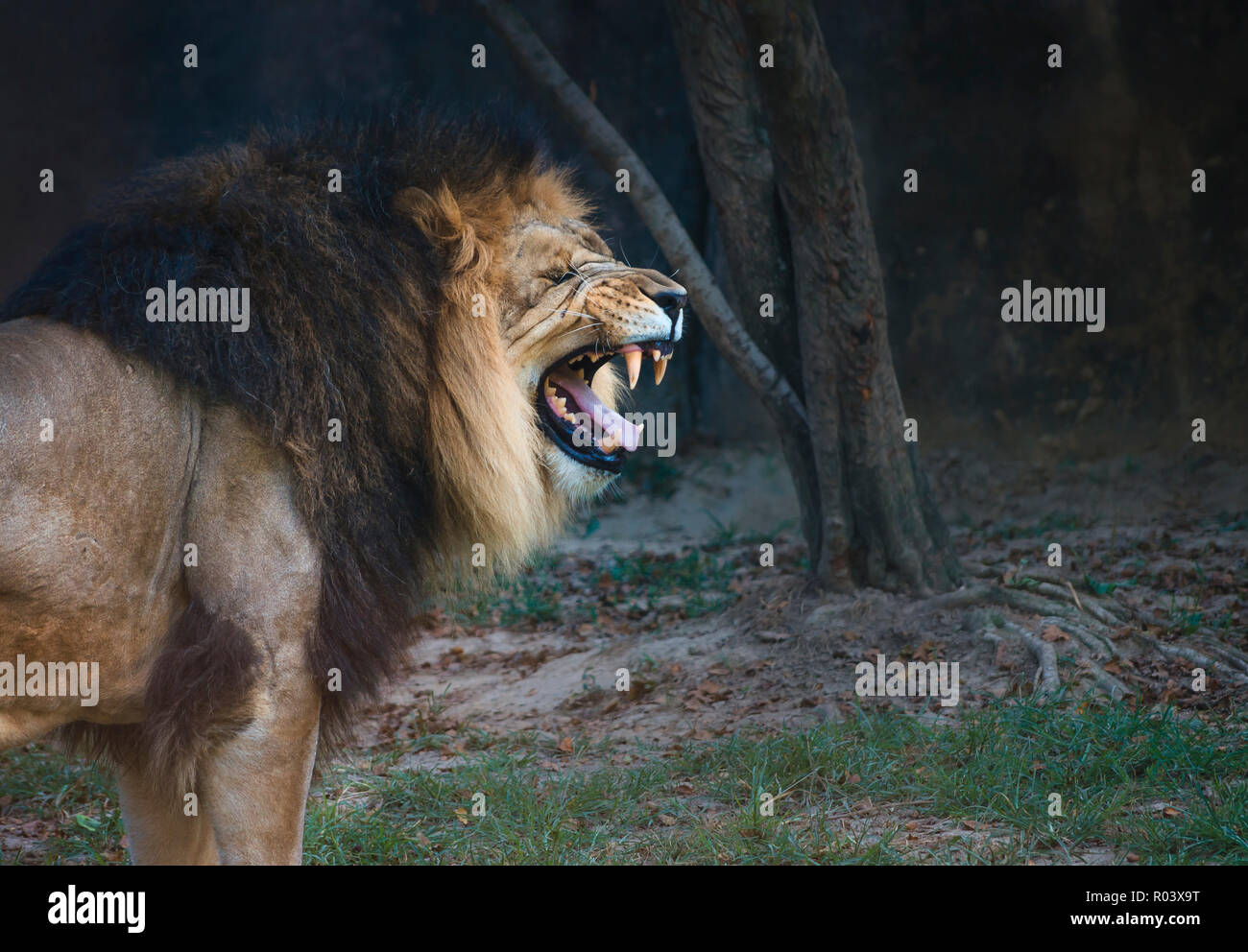 Thabo, un lion d'Afrique (Panthera leo), gronde au Zoo de Memphis, le 8 septembre 2015, à Memphis, Tennessee. Banque D'Images